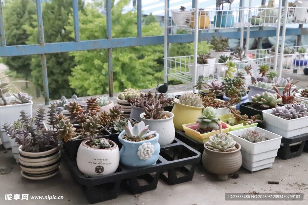 室内多彩盆栽植物展示