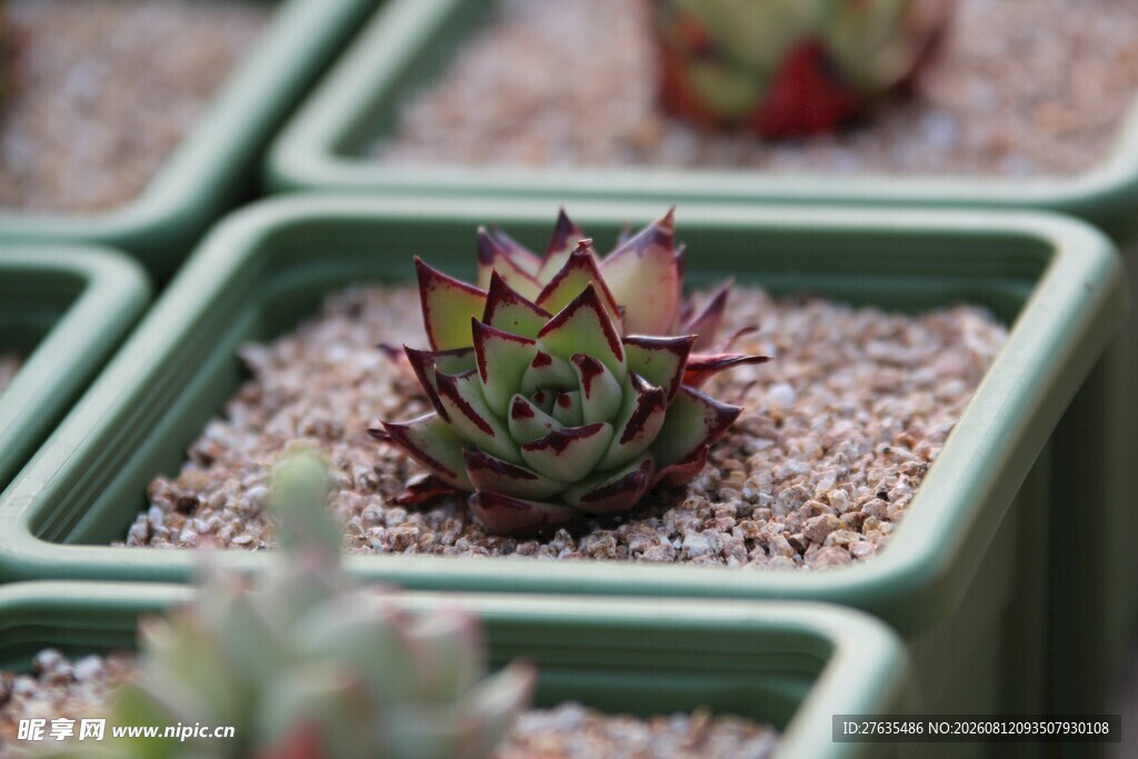 精致小盆栽多肉植物之美