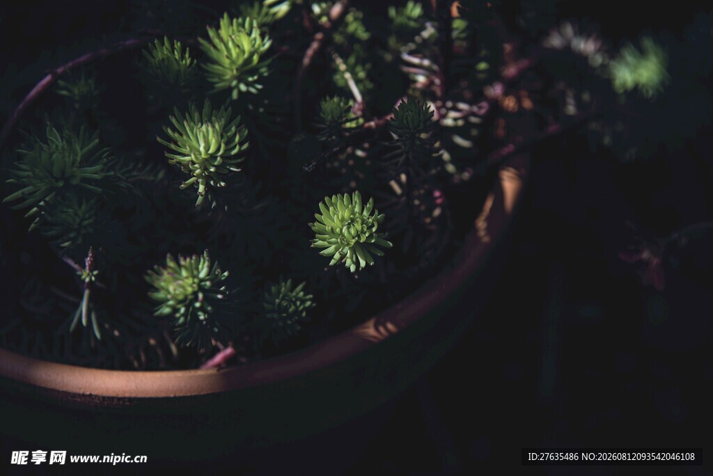 盆栽绿植生机盎然的小世界