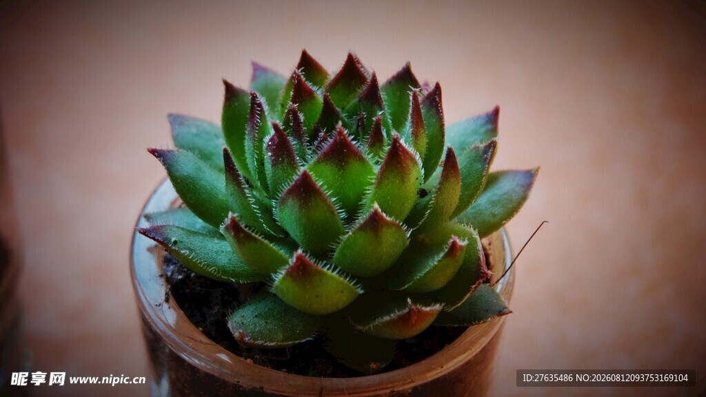 精致盆栽多肉植物特写