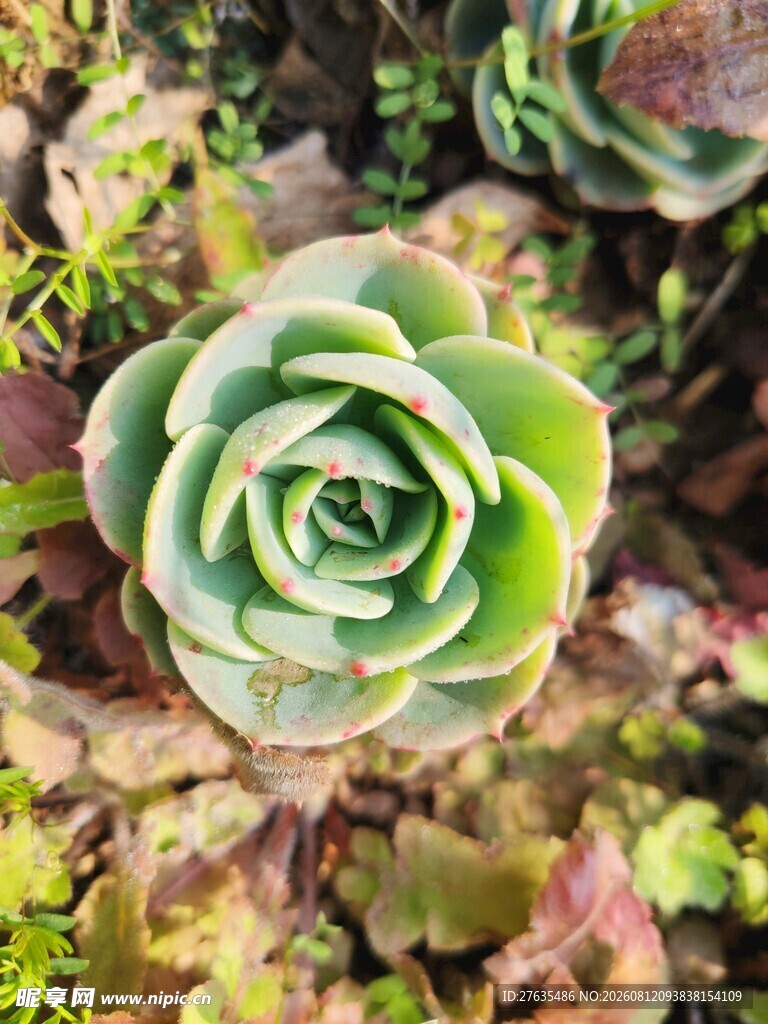 清新多肉植物特写