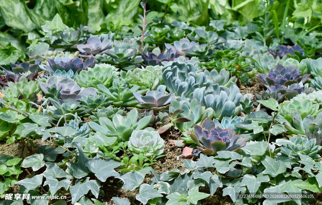 绿叶植物特写
