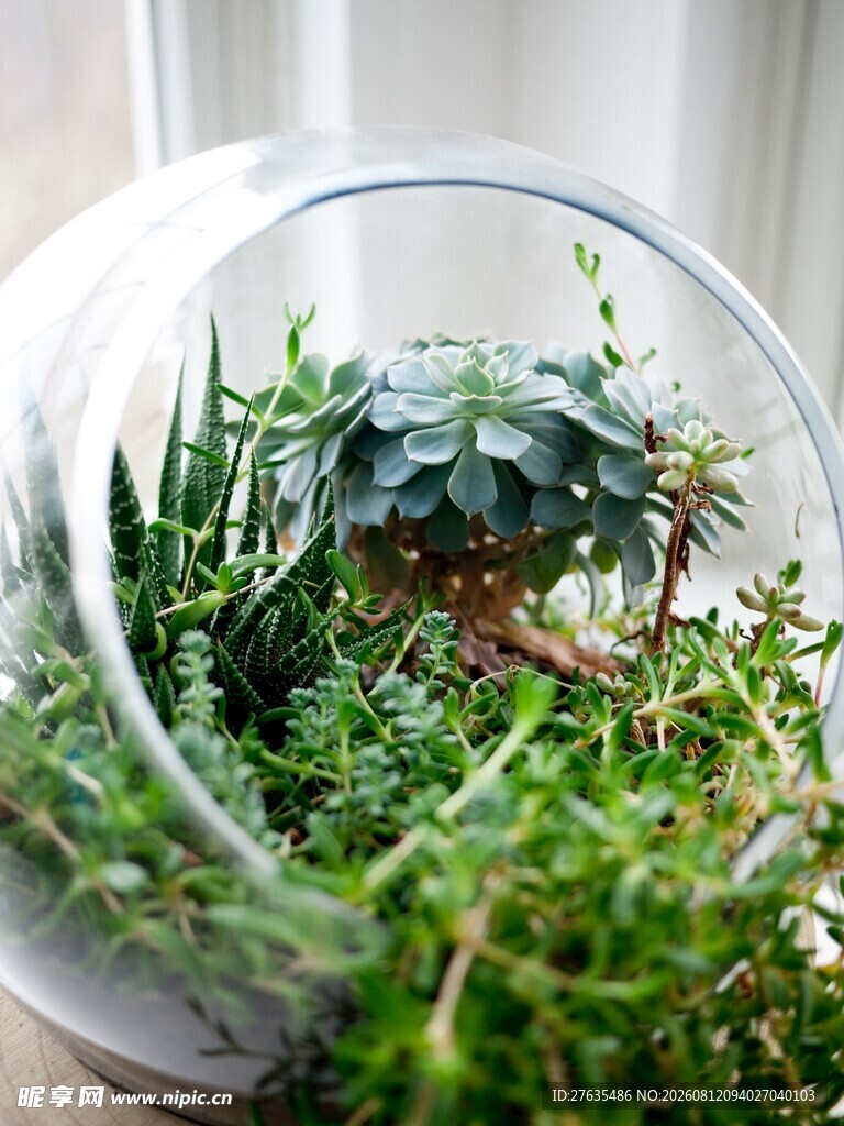 玻璃容器中的迷你植物景观
