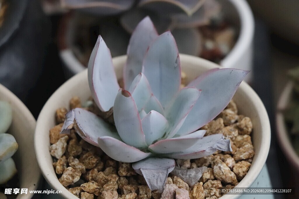 精致盆栽多肉植物展示