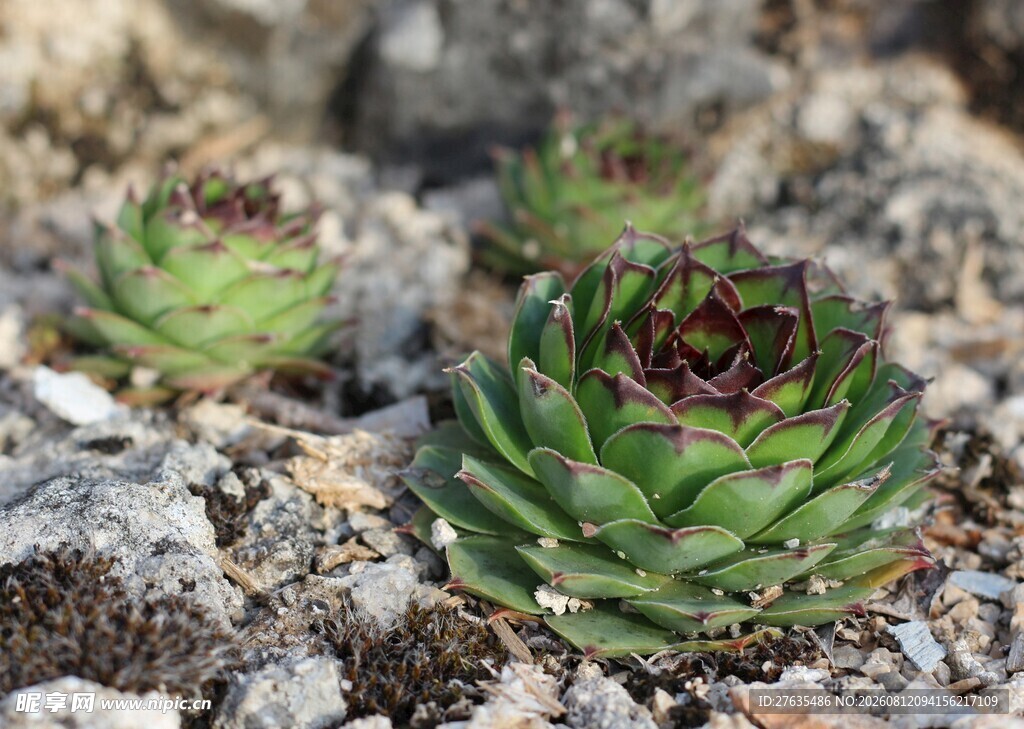 石缝中的翠绿多肉植物