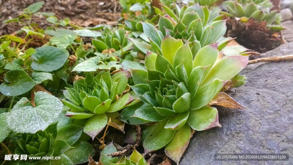 生机盎然的多肉植物景观