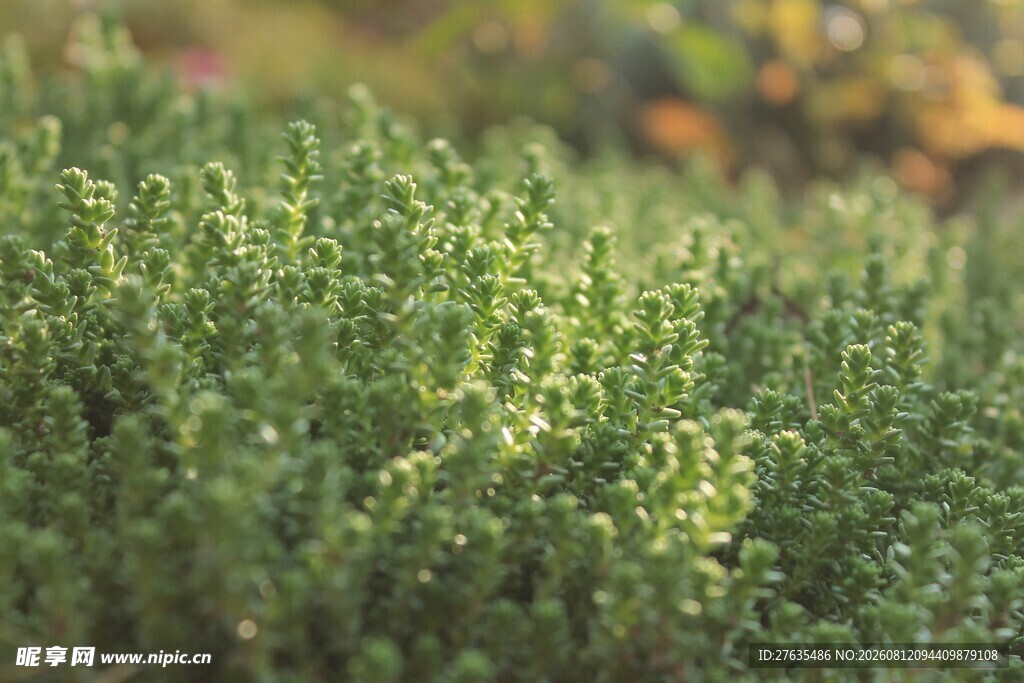 翠绿繁茂的生机植物景观