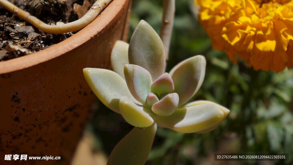 可爱多肉植物特写