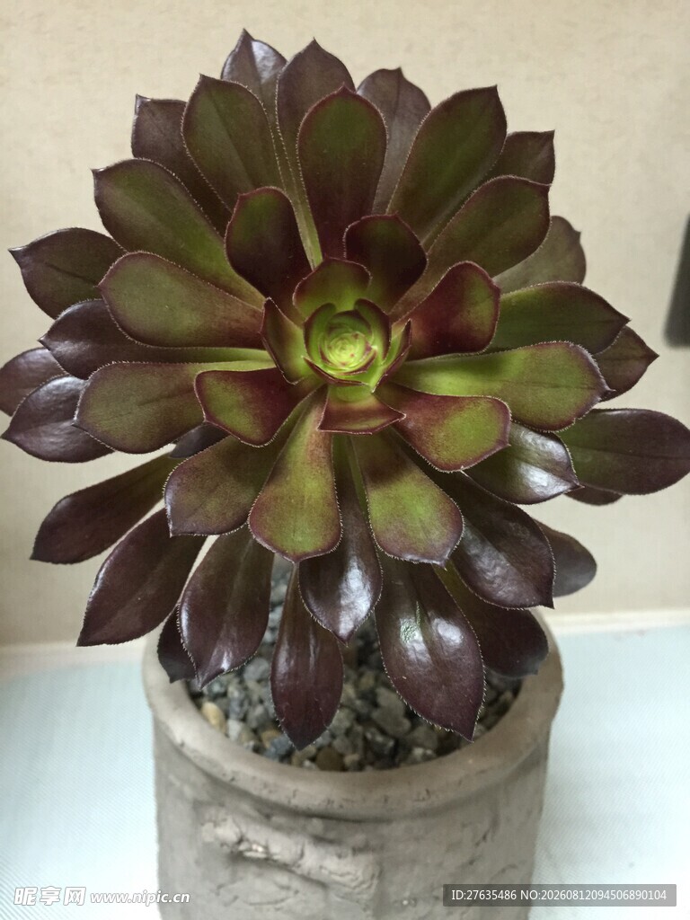 紫韵多肉绽于古朴花盆中