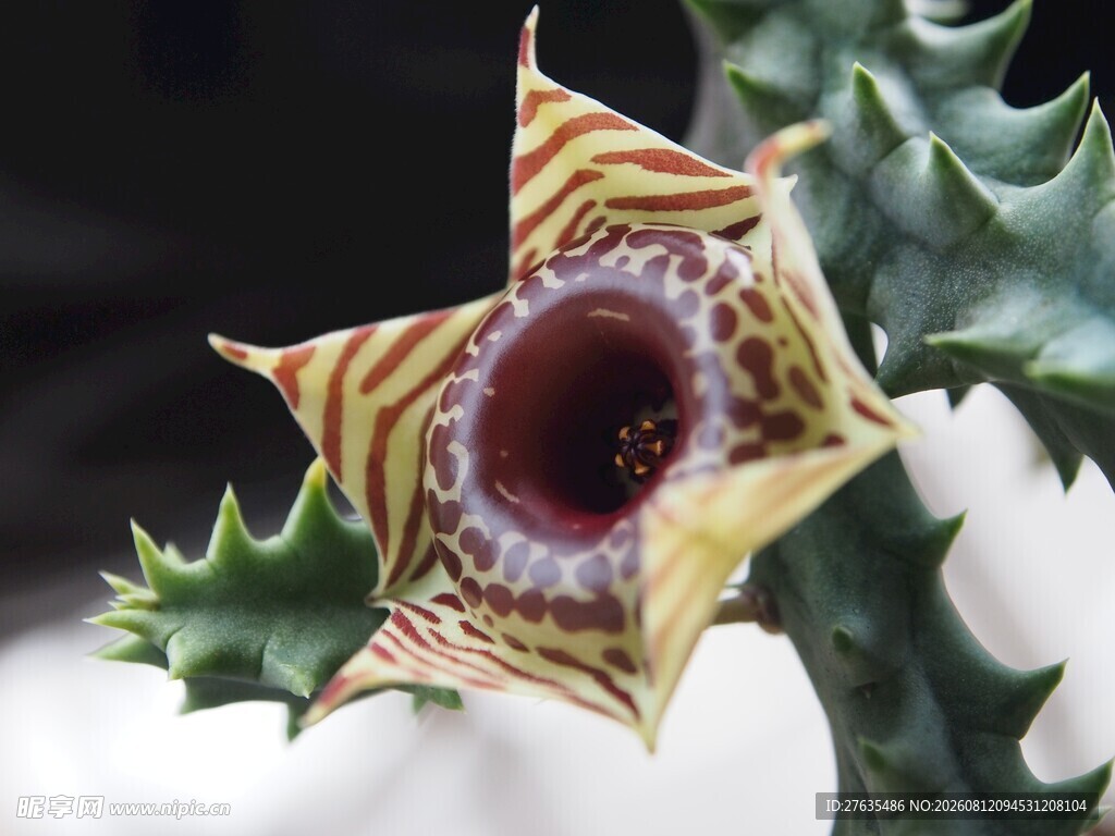 奇特条纹海星状多肉植物