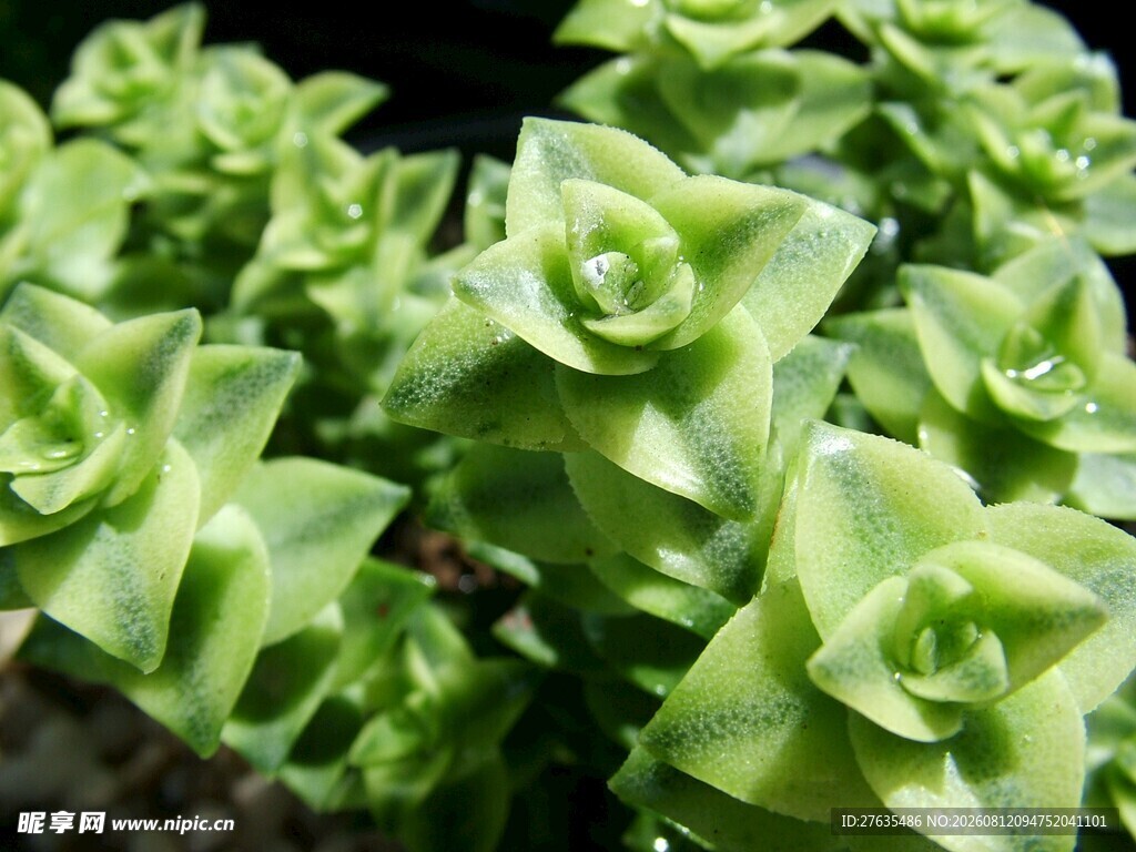 翠绿多肉植物特写