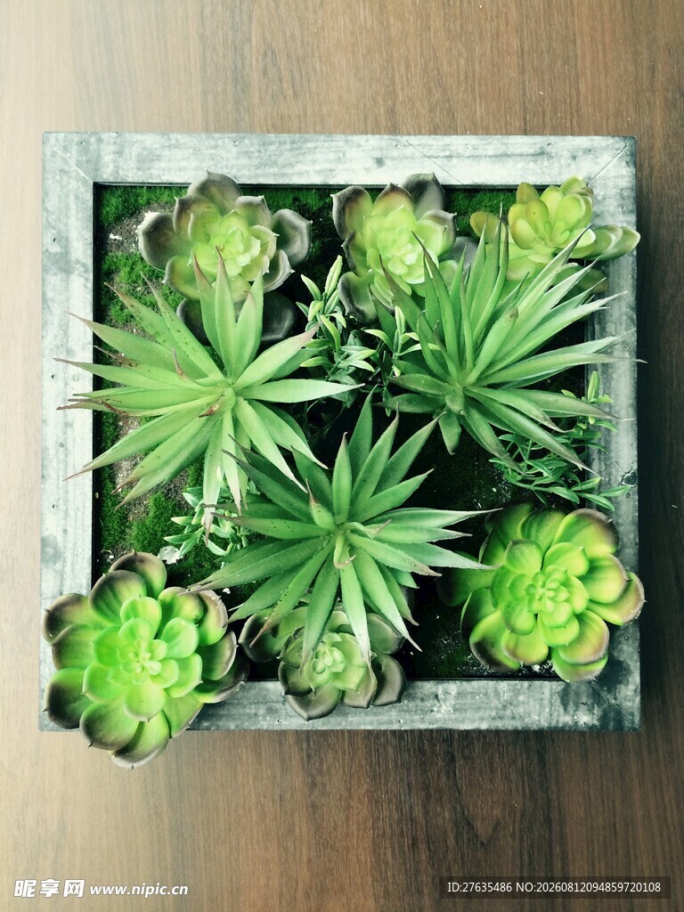 方形花盆中的可爱多肉