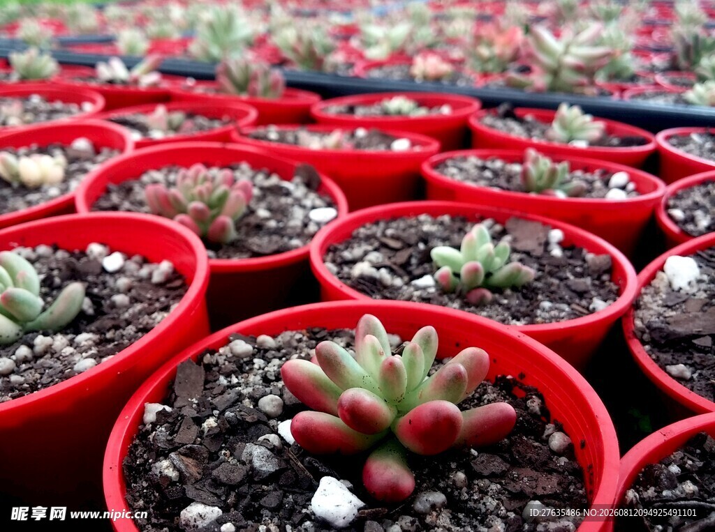 红色花盆中的可爱多肉植物