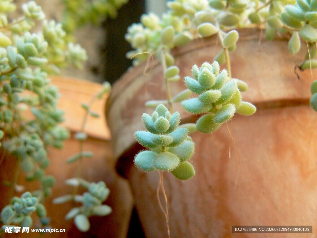 多肉植物特写
