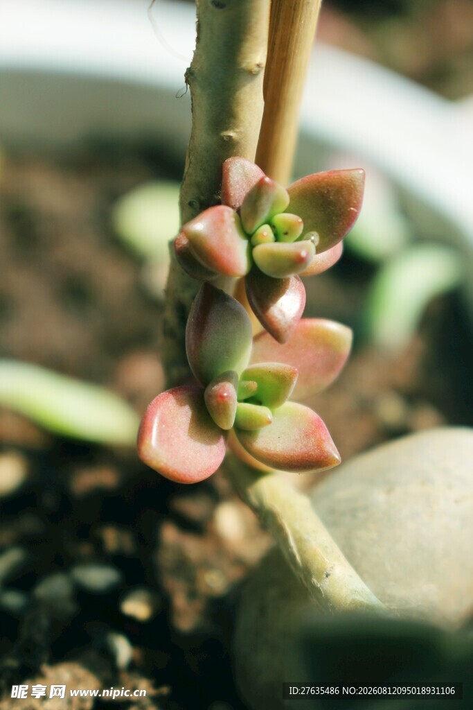多肉植物微距特写