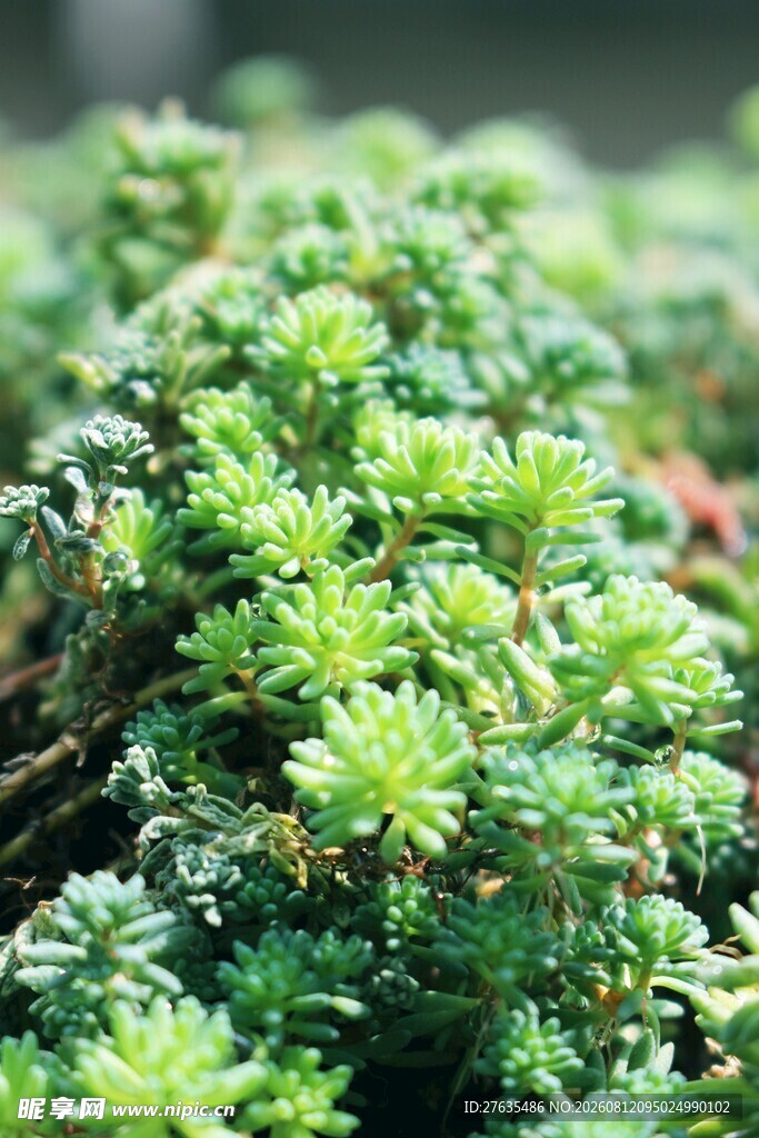 翠绿丛生的小型绿色植物
