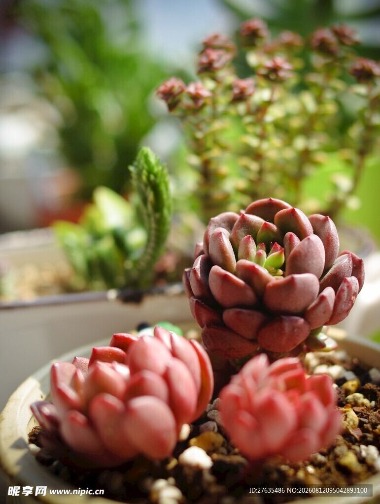 可爱多肉植物盆栽展示