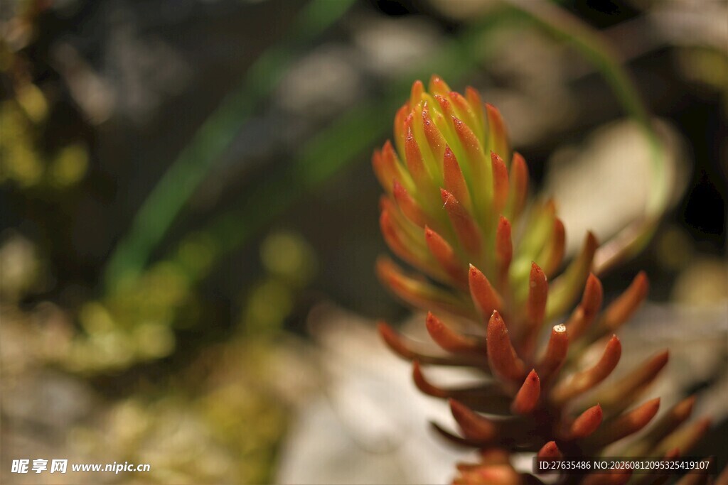 特写色彩鲜艳的多肉植物