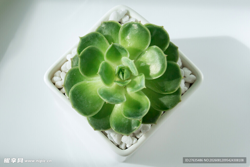 精致盆栽多肉植物