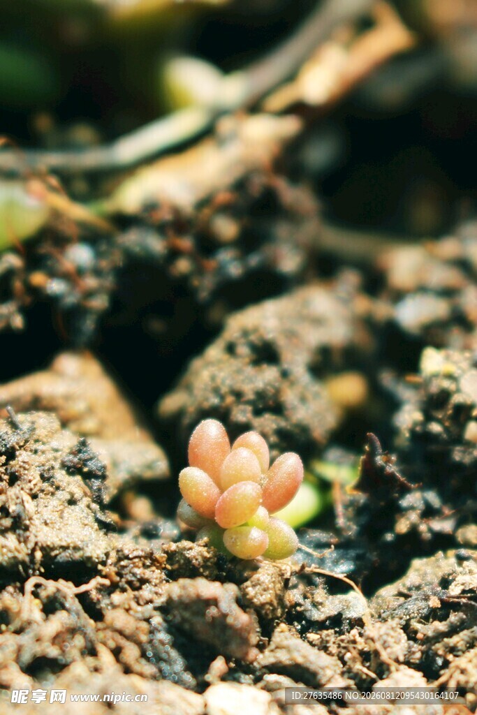 破土而出的粉嫩多肉植物