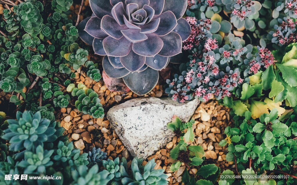 多彩多肉植物景观
