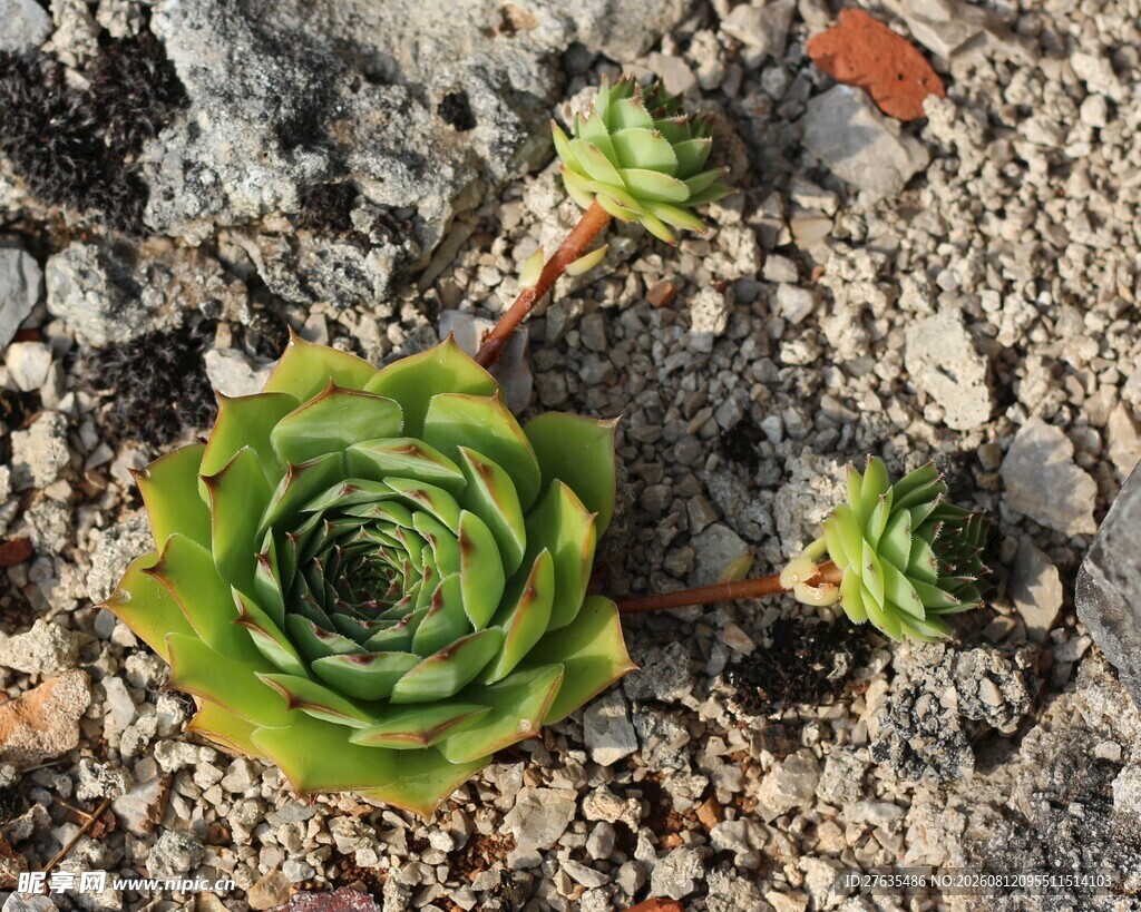 小巧多肉植物生长于石间