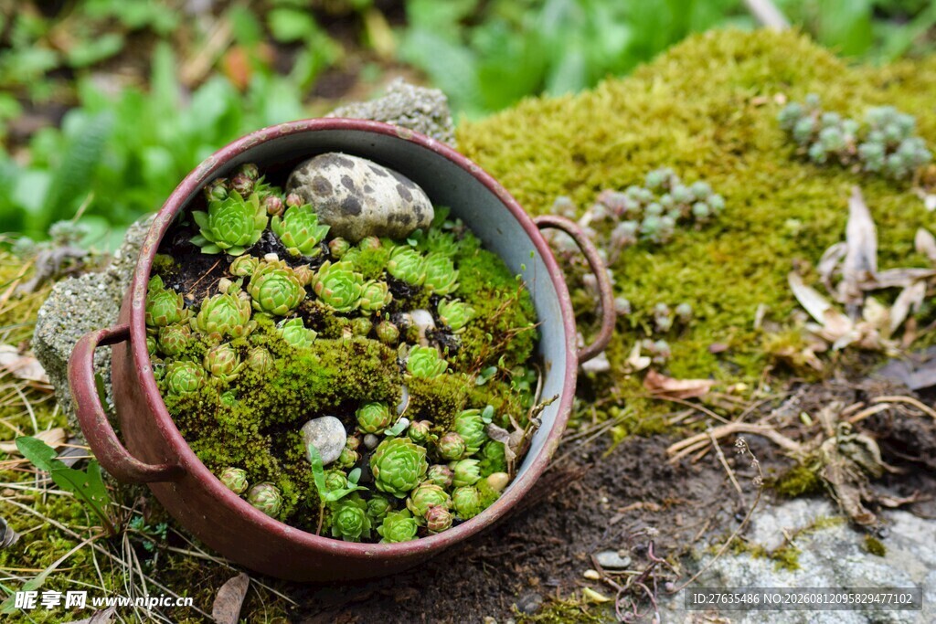 陶盆中的多肉与苔藓景观