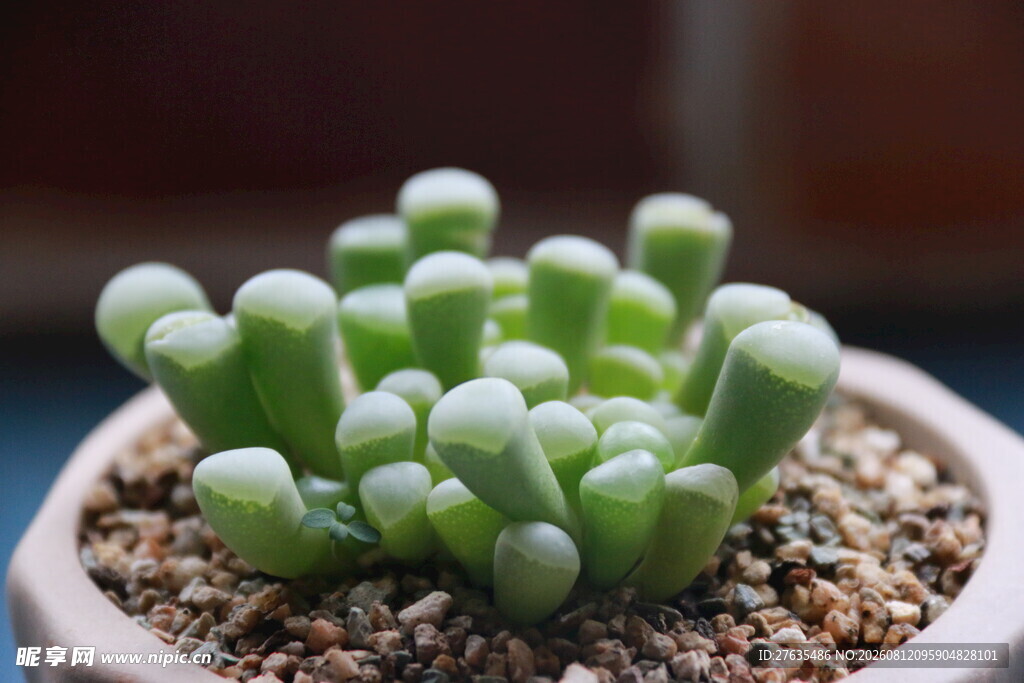 可爱多肉植物盆栽