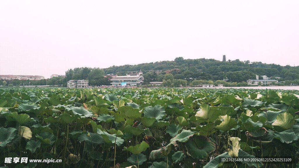 田园绿意盎然的农作物景观