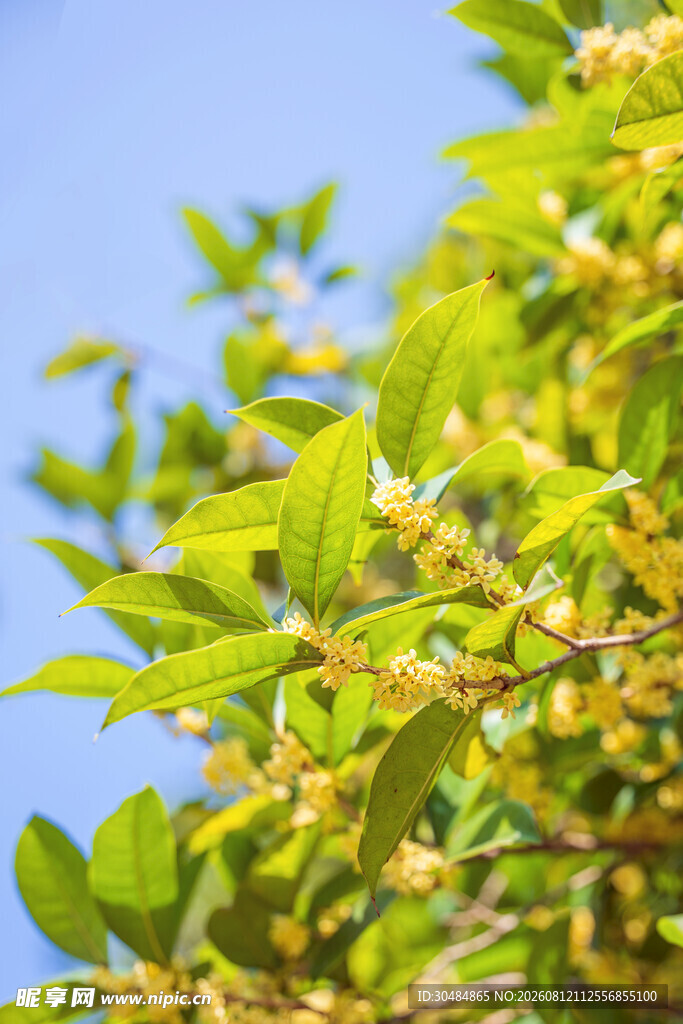 阳光下的桂花