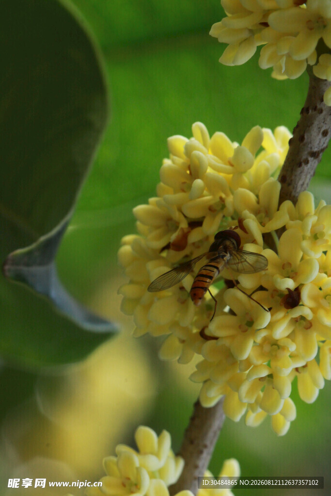 蜜蜂采蜜于金黄桂花间