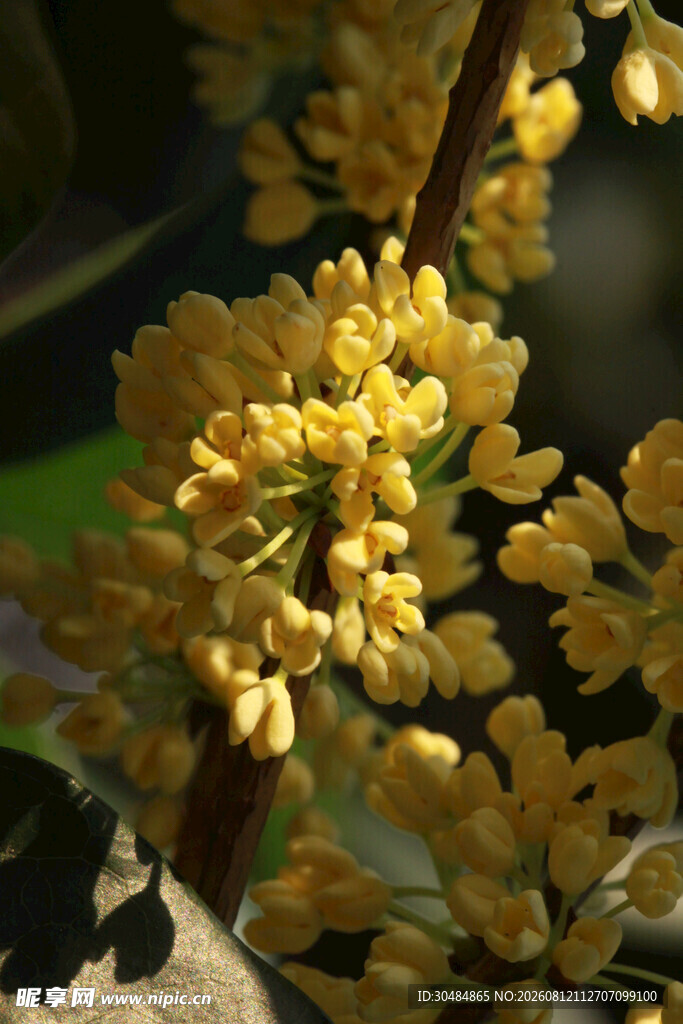 金黄簇簇的桂花绽放