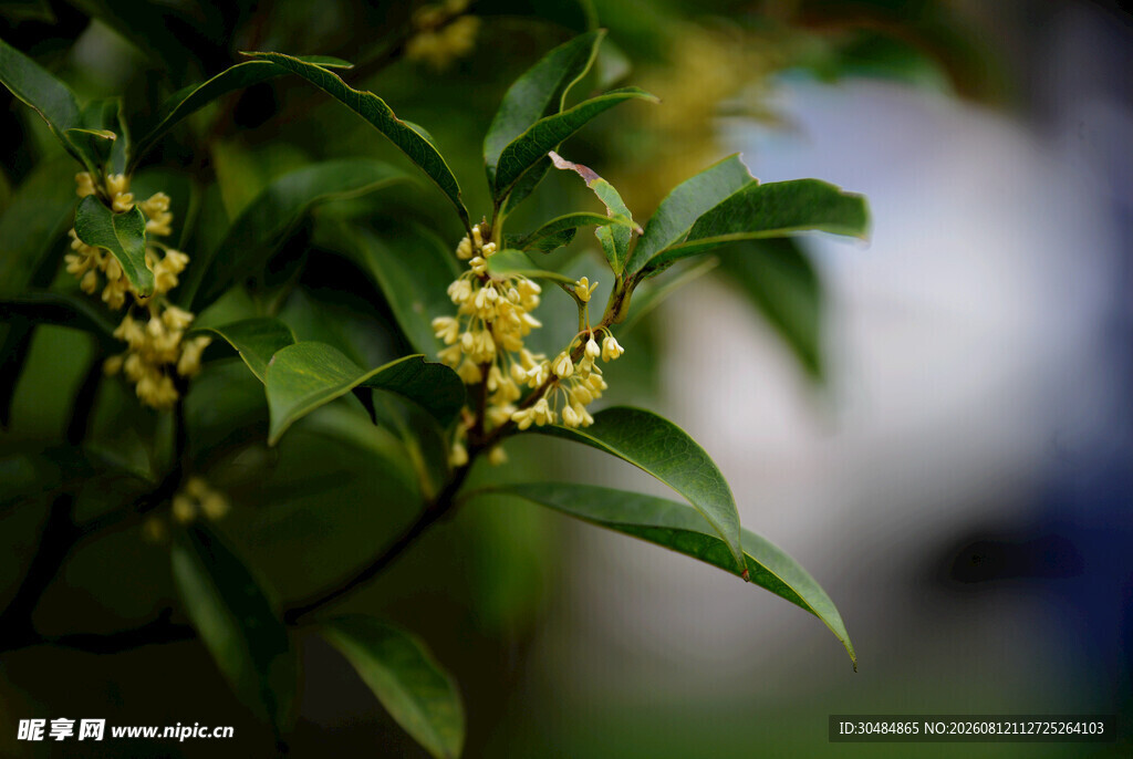 绿叶间的黄色桂花
