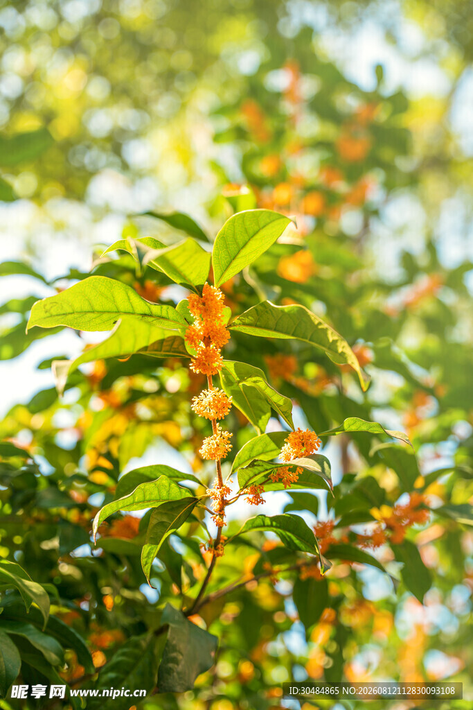 枝头桂花