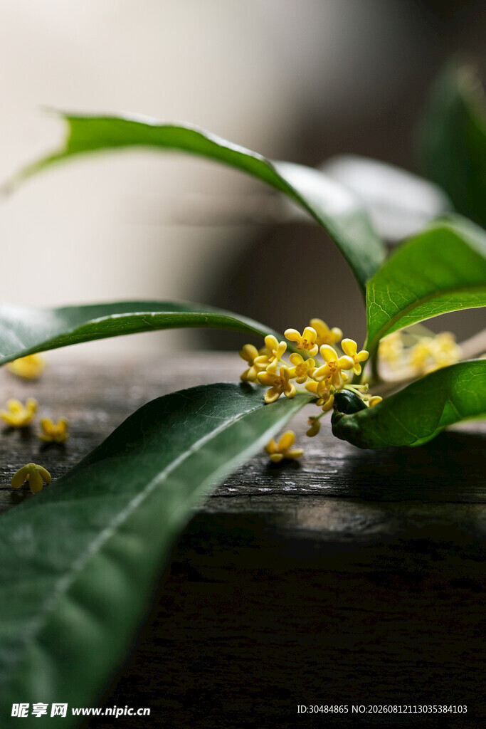桂花绿叶特写