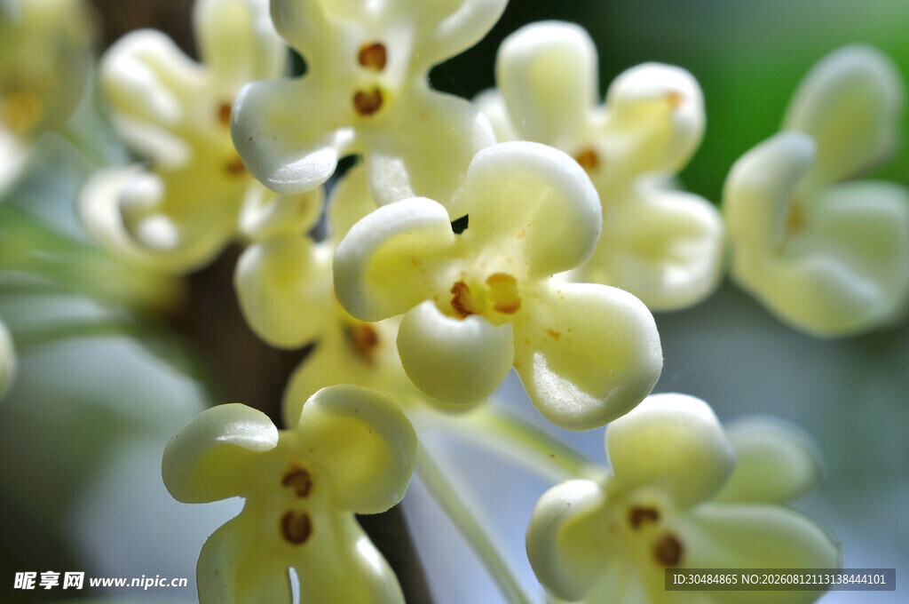 小巧淡黄桂花特写