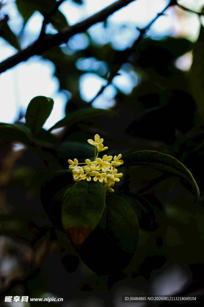 枝头绽放的黄色桂花
