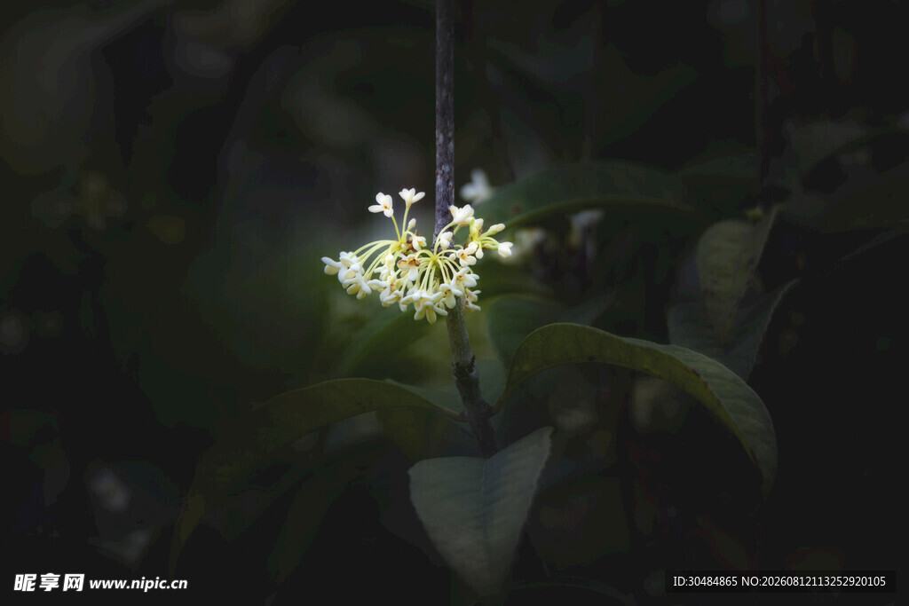 枝头桂花