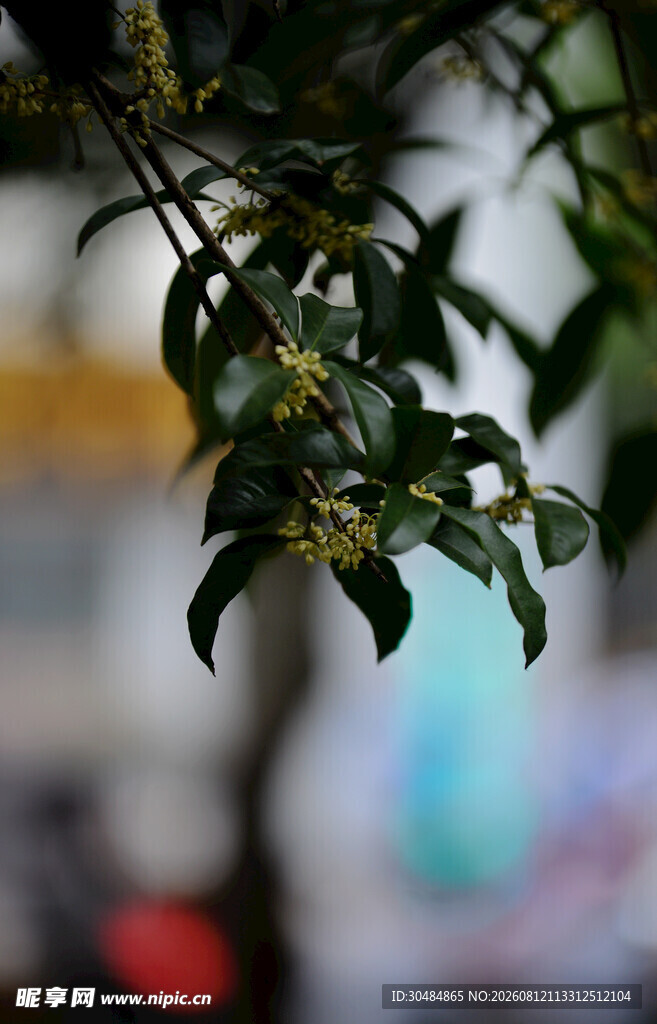 绿叶桂花枝头俏