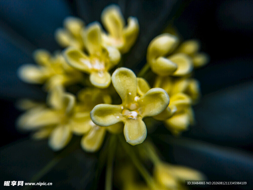 黄色桂花特写