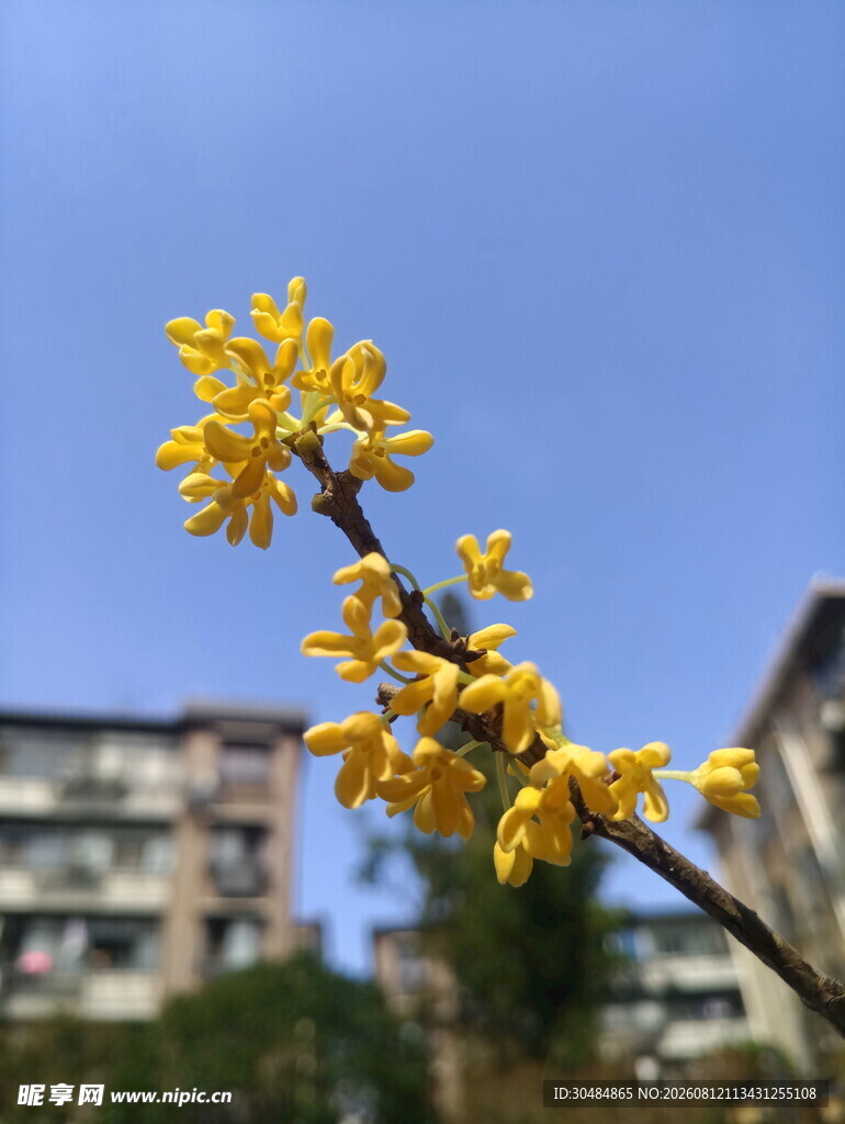 枝头绽放的明黄色迎春花