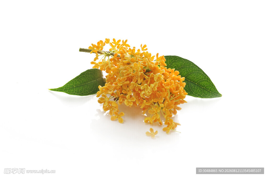 金黄桂花带绿叶