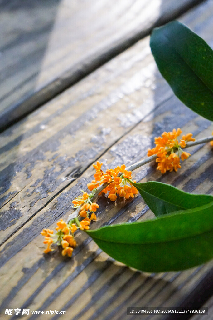 木桌上的金黄桂花与绿叶
