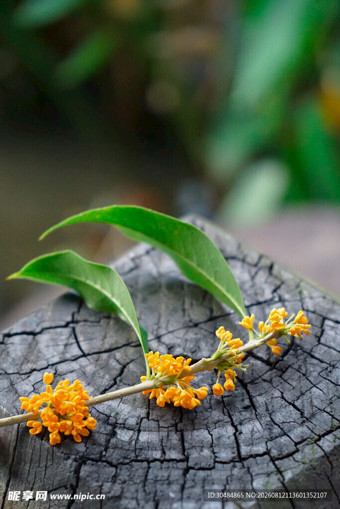 树桩上的金黄桂花与绿叶