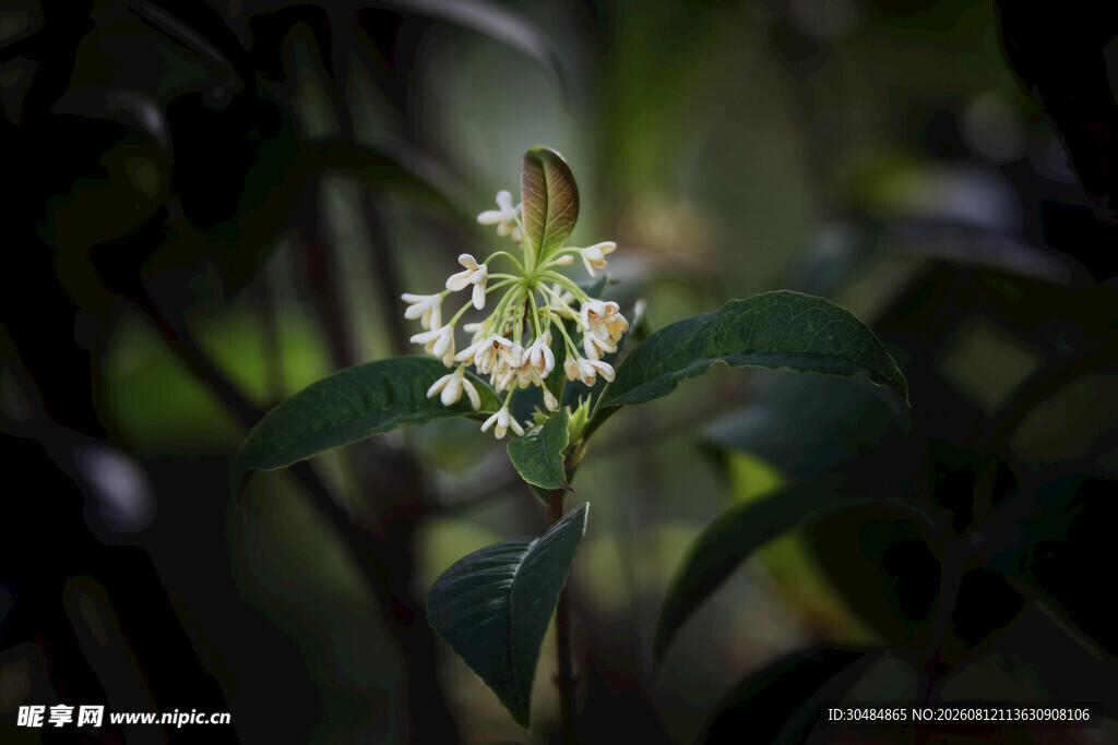 绿叶间的白色桂花