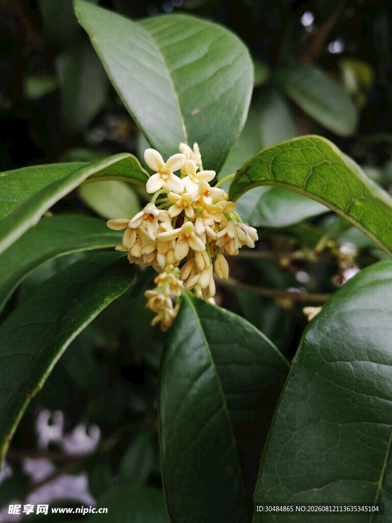 桂花绽放于翠绿枝叶间