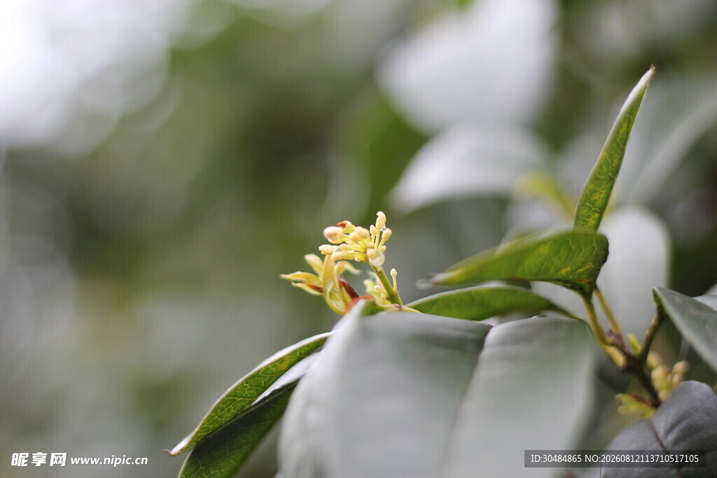 枝头绽放的嫩黄桂花