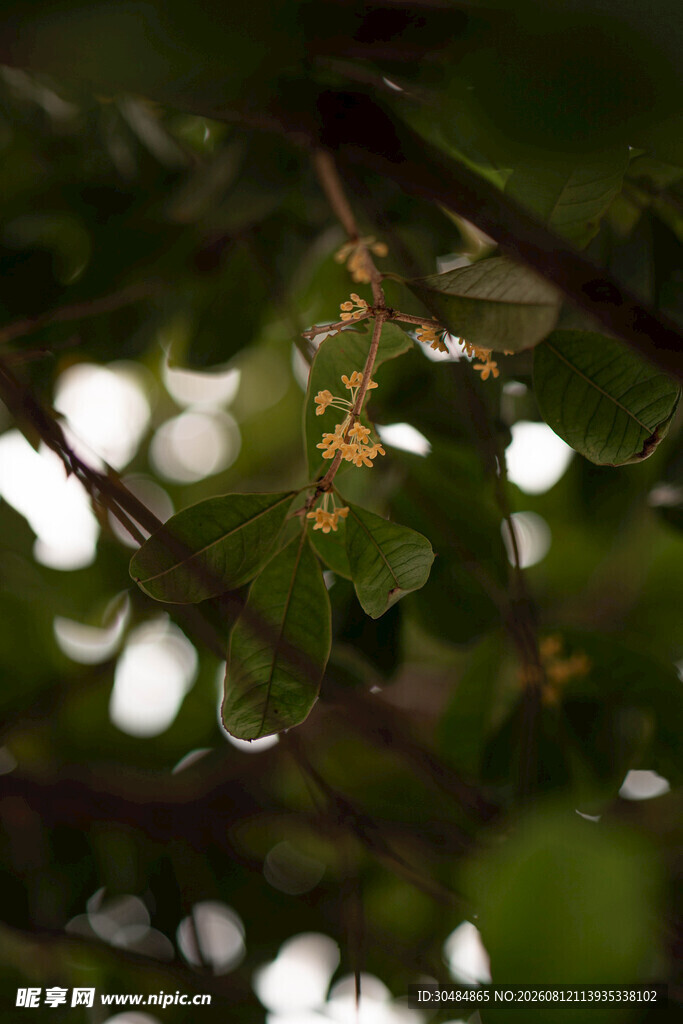 绿叶间的桂花
