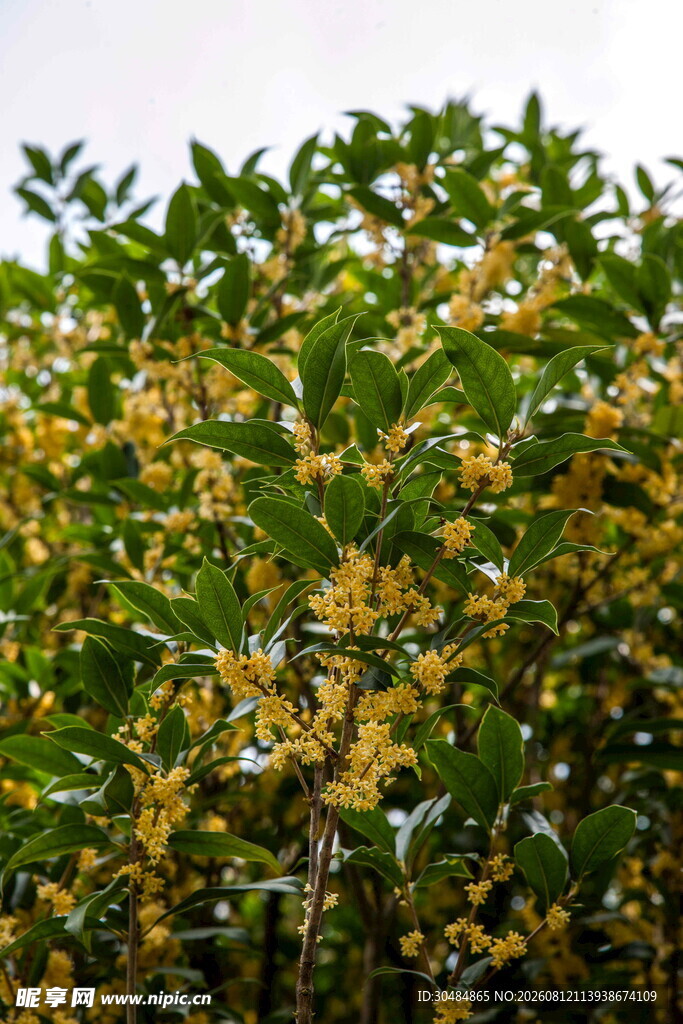 盛开的桂花树
