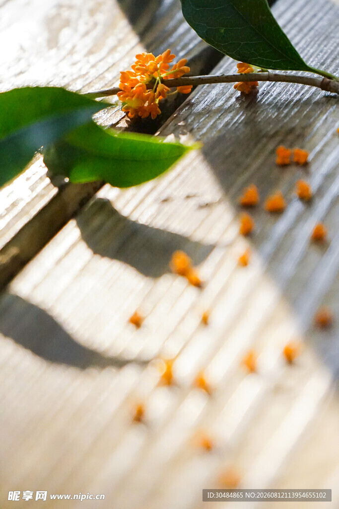 散落的橙色桂花与绿叶